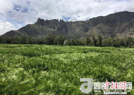 2017年西藏青稞總產(chǎn)量達(dá)到79萬噸，占糧食總產(chǎn)量的77%。圖為西藏青稞?！⊥跤窳?攝