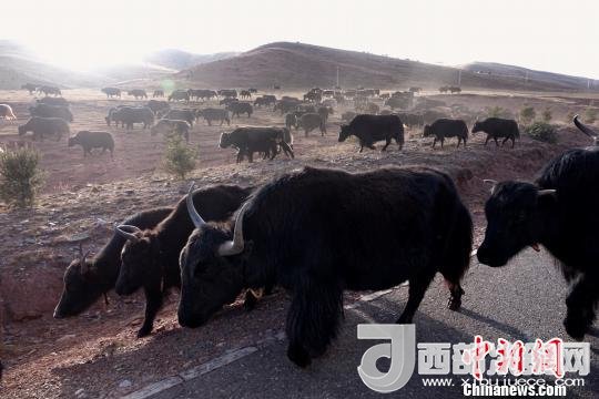 西藏每年存欄約420萬頭牦牛，牦牛產(chǎn)業(yè)發(fā)展是推動西藏畜牧業(yè)可持續(xù)發(fā)展和農(nóng)牧民脫貧致富的重要產(chǎn)業(yè)。圖為西藏牦牛。　孫翔 攝