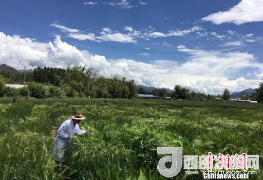 西藏與9家國家重點實驗室合力促青稞增產(chǎn)、牦牛育肥
