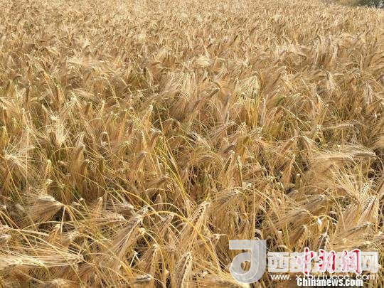 2017年西藏青稞種植面積達(dá)210多萬畝，占糧食播種面積的75%。圖為成熟期的青稞?！⊥跤窳?攝