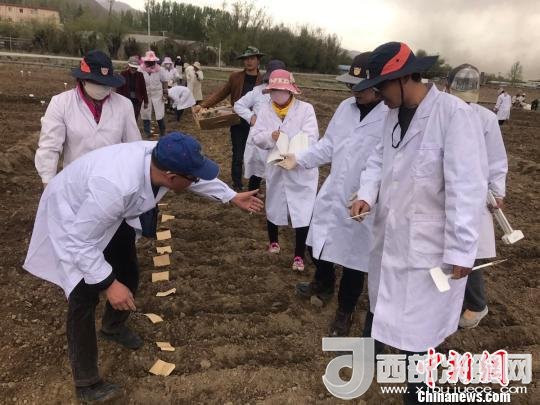 圖為研究員實地調(diào)研青稞生長土壤?！⊥跤窳?攝