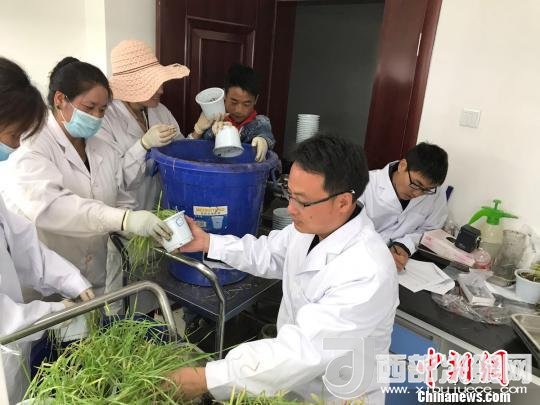 圖為研究員正在調(diào)查青稞感染白粉病情況?！⊥跤窳?攝