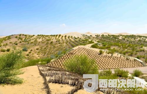 達拉特旗庫布其沙漠染綠。吳勇攝