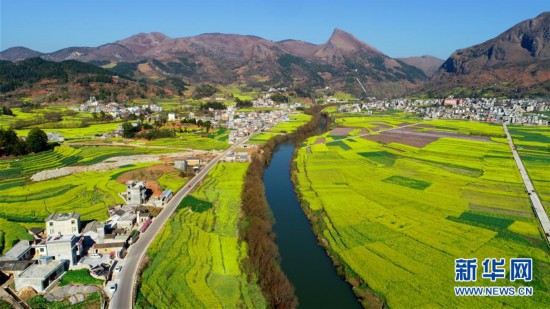 #(環(huán)境)(2)云南羅平:油菜花開(kāi)春意濃