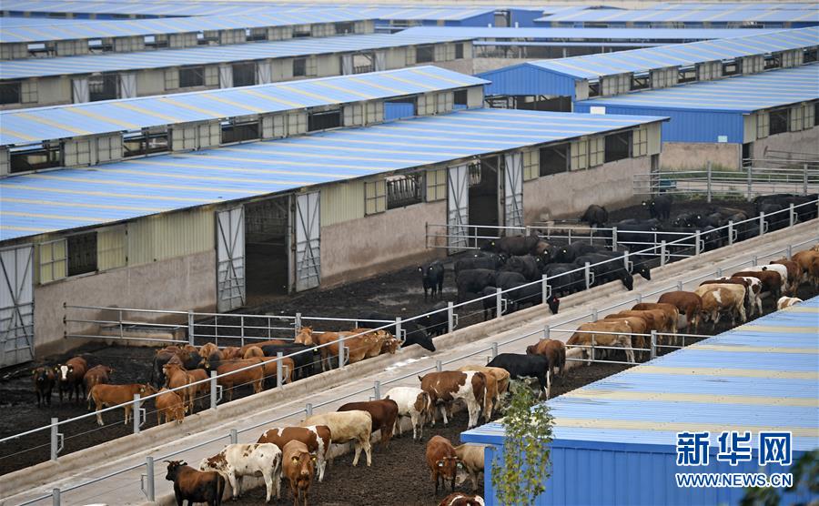 （壯麗70年·奮斗新時(shí)代——共和國(guó)發(fā)展成就巡禮·圖文互動(dòng)）（11）生態(tài)美、百姓富——品讀嶄新“寧夏畫(huà)卷”