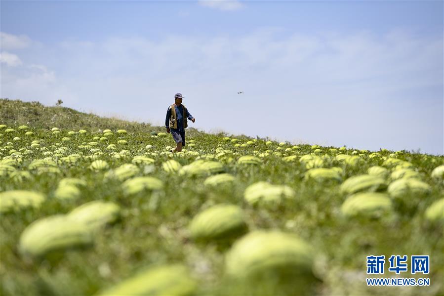 （壯麗70年·奮斗新時(shí)代——共和國(guó)發(fā)展成就巡禮·圖文互動(dòng)）（4）生態(tài)美、百姓富——品讀嶄新“寧夏畫(huà)卷”