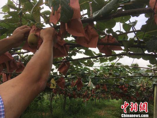 農工民主黨：助力貴州產業(yè)扶貧“造血”富民