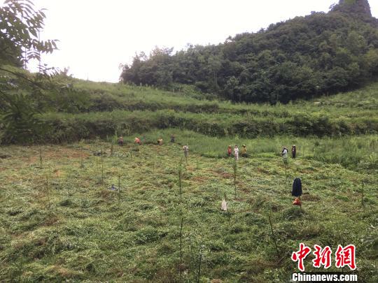 貴州同威生物科技有限公司天麻種植基地?！≈軏?攝