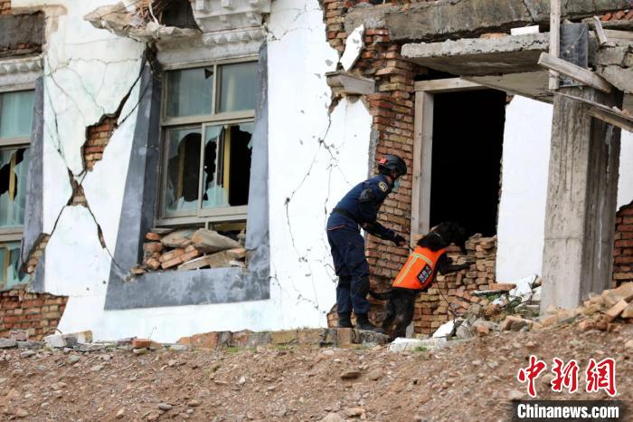 圖為搜救犬進行模擬搜救。青海省應急廳