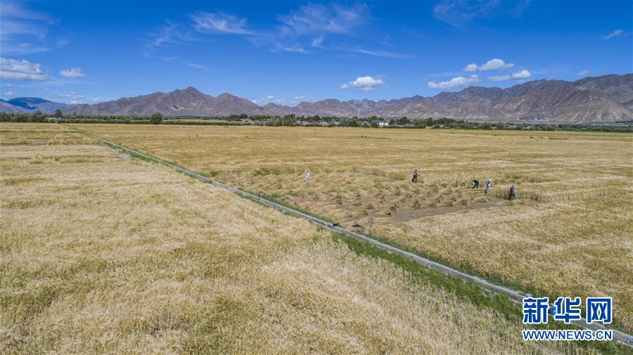 （新華全媒頭條·走向我們的小康生活·圖文互動(dòng)）（11）扎西德勒，我們的新家園——西藏易地扶貧搬遷搬出幸福美好新生活